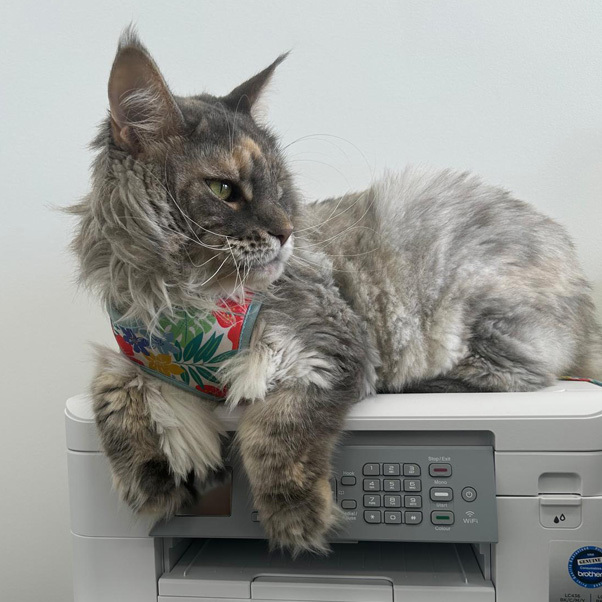 Meet-Dr-Kitsune-the-unofficial-boss | Spine, Limb & Scoliosis Kitsune